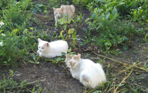 В Саранске вновь замуровали кошек в подвале жилого дома