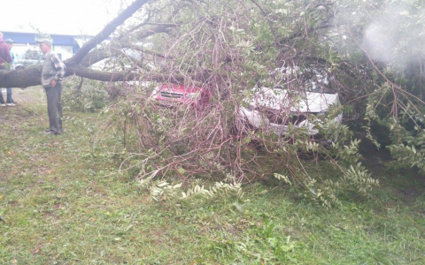 В Саранске старое дерево «придавило» три автомобиля