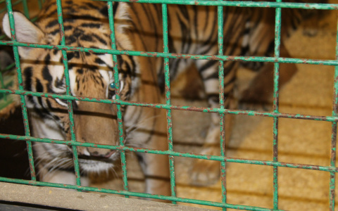 В Нижегородском зоопарке тигров кормили живыми кроликами на глазах у детей