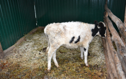 Прокуратура Мордовии добивается правильного обращения  с отходами животноводства