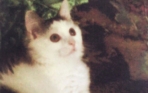 В Саранске кот Тимоша ищет новый дом и добрых хозяев