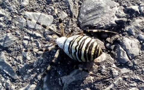 Жителей Мордовии напугал необычный паук