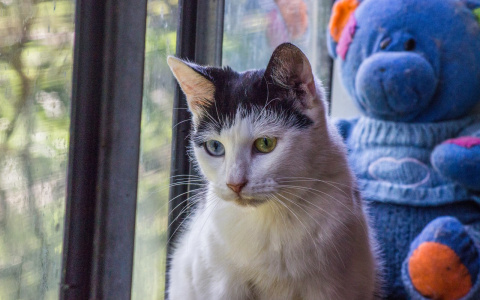 В Саранске одинокие зверята очень хотят домой