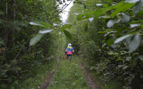 Три грибных места в Мордовии