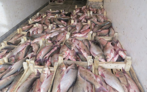 Опасная рыба из Казахстана не попадет на прилавки Саранска