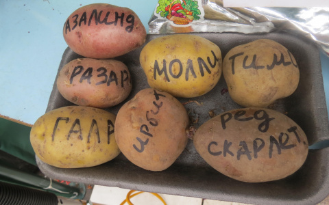 Две жительницы Мордовии украли 270 килограммов элитного картофеля