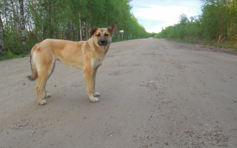 Собака, которую изнасиловал мужчина в центре Саранска, пропала