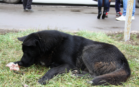 Ветеринар из Саранска: «У изнасилованной собаки могут быть смертельные травмы»