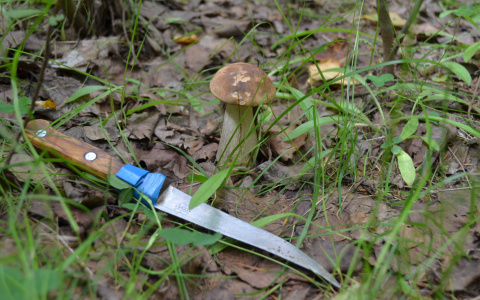 В Мордовии ссора братьев-грибников закончилась убийством