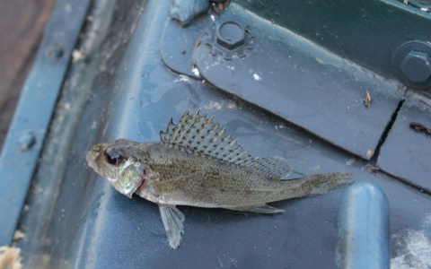 Житель Мордовии незаконно ловил рыбу с помощью сетей