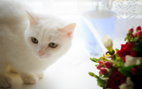 Новости России: Россиян обяжут платно регистрировать кошек и собак