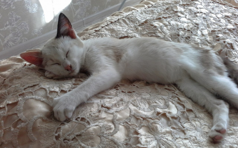 Котенок, переплывший ледяную реку, обрел дом в Мордовии