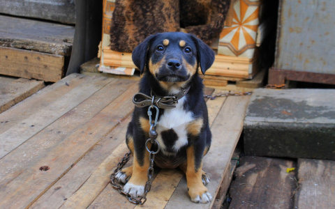 Брошенные и одинокие животные Саранска надеются на любовь