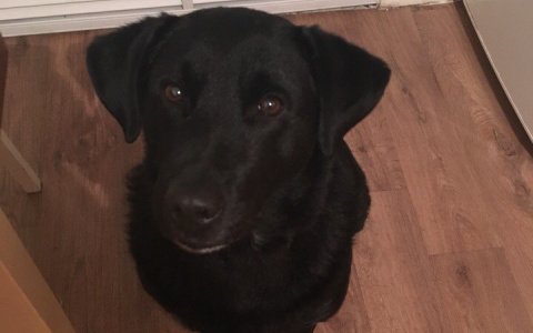 Волонтеры Саранска объявили «стоп» пристройству бездомных животных