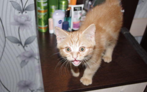 Новости России: Житель Коми убил кота, «постирав» его в стиральной машине