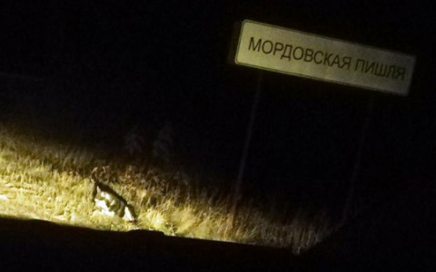 В Мордовии появился Хатико?