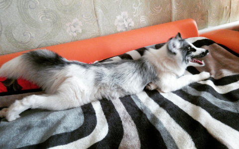 Жительница Саранска завела редкого питомца