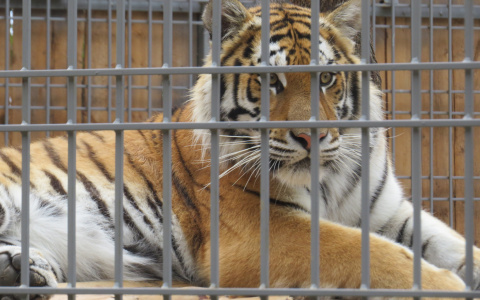 Новости России: Амурский тигр Тайфун напал на женщину в Калининграде