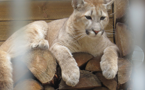 Саранский пуменок Месси переехал в квартиру