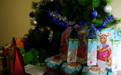 Стало известно когда в Мордовии откроются елочные базары