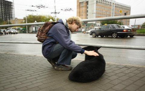 Новости России: Мужчина в Якутии облил собаку водой и оставил умирать на 50-градусном морозе