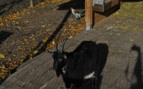 В саранском зоопарке живут спасенные от гибели животные
