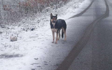 В Мордовии «Хатико» по-прежнему ждет хозяина, который его бросил