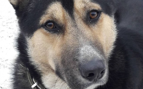 Мордовского «Хатико» взяли на передержку и сейчас он ищет нового хозяина