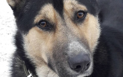 Эффект «Pro Город»: Мордовский «Хатико» наконец обрел дом