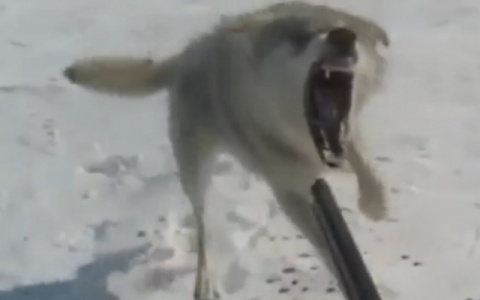 В одной из деревень Республики Коми волки устроили кровавую бойню (видео 16+)