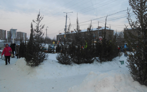 Стало известно, сколько в Саранске будут стоить новогодние ели и сосны