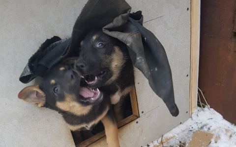 В Саранске пропали спасенный щенок Миша и его сестренка Гретта