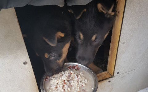 Эффект PRO Город: Саранские щенята Миша и Гретта обрели любящую семью