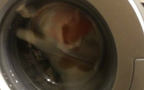 Девочка из Сыктывкара выложила в соцсети фото безжалостных издевательств над котом