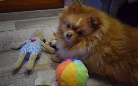 Что жители Мордовии дарят своим питомцам на Новый год? 