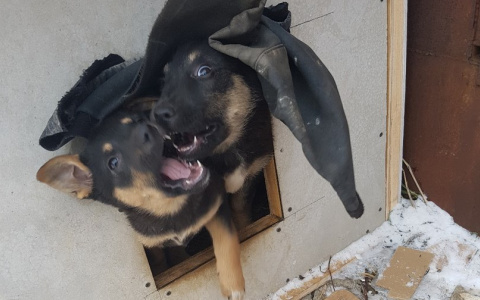 Топ-5 историй из Мордовии о символе 2018 года