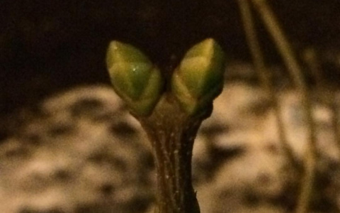 В Саранске на деревьях набухли почки