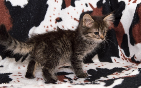 Ласковая кошка Блошка из Саранска ищет любящих хозяев