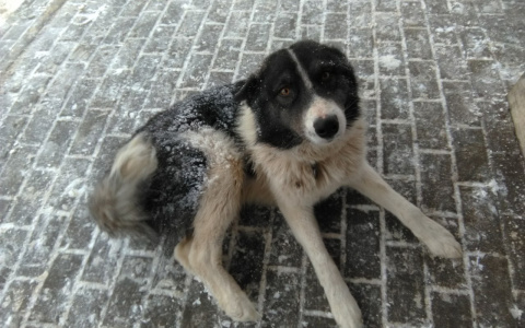 В Мордовии бездомный пес находится на грани смерти