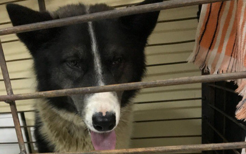 Эффект «Pro Город»: В Мордовии неравнодушные спасли умирающего пса