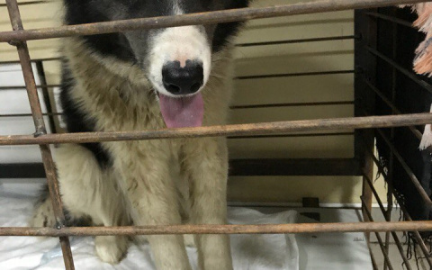 В Мордовии спасенный пес ищет хозяев