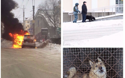 Мордовия за день: Открытие приюта для животных, заминированный банк и загоревшаяся иномарка