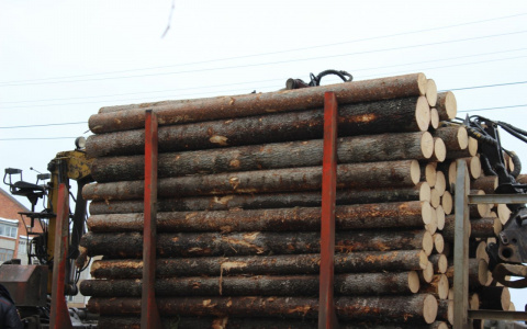 В Мордовии экс-лесничий заплатит штраф за служебный подлог и халатность