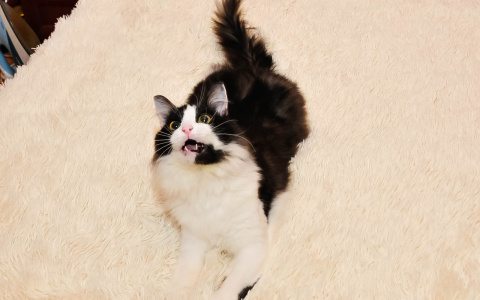 Забери меня домой: В Саранске бездомные животные ждут любящих хозяев