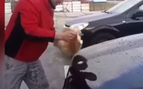 Новости России: Житель Кубани помыл машину котом