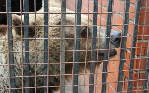 В саранском зоопарке пополнение: бурая медведица родила троих медвежат 