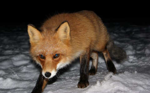 В двух районах Мордовии зарегистрировано заболевание животных бешенством 