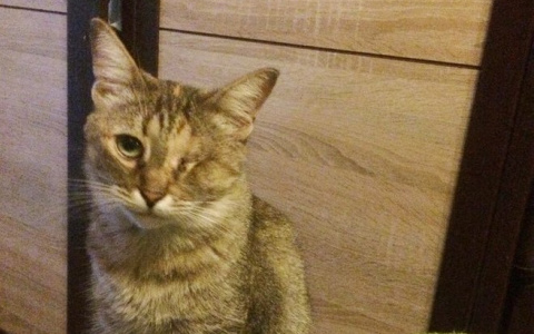 Забери меня домой: В Саранске бездомные животные ждут любящих хозяев