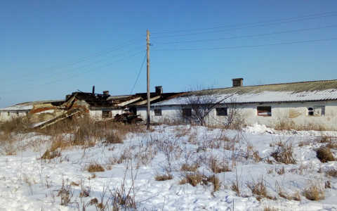 Пожар на ферме в Мордовии: сельчане спасли 200 коров 