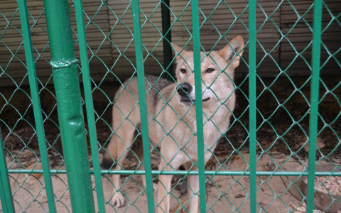 В саранском зоопарке волчица принесла щенков 